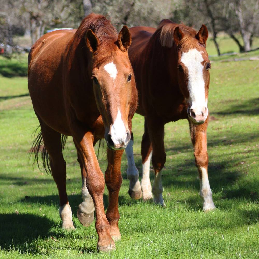 Meet your Posher, Tracey